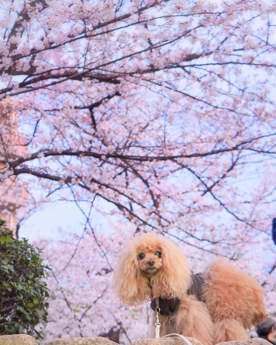 Toypoodle Mikuru?Asakusa Tokyoのインスタグラム