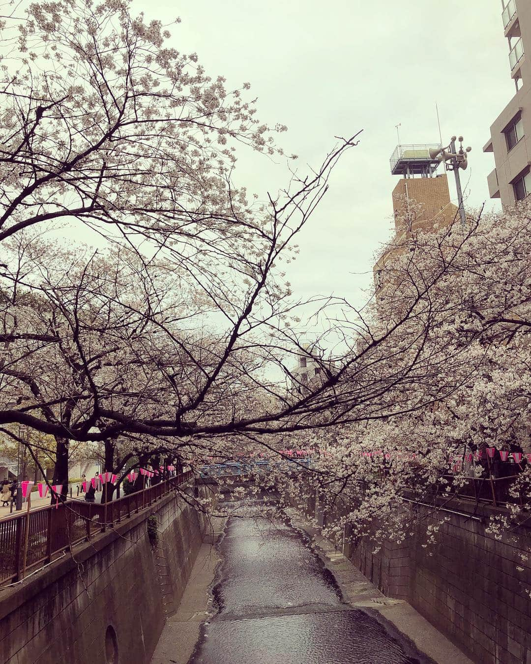 田中理恵さんのインスタグラム写真 - (田中理恵Instagram)「深呼吸をして 目を閉じて 落ち着いて 感謝をし 春を感じる。  桜って本当に綺麗ですね。」3月31日 19時54分 - riiiiiie611