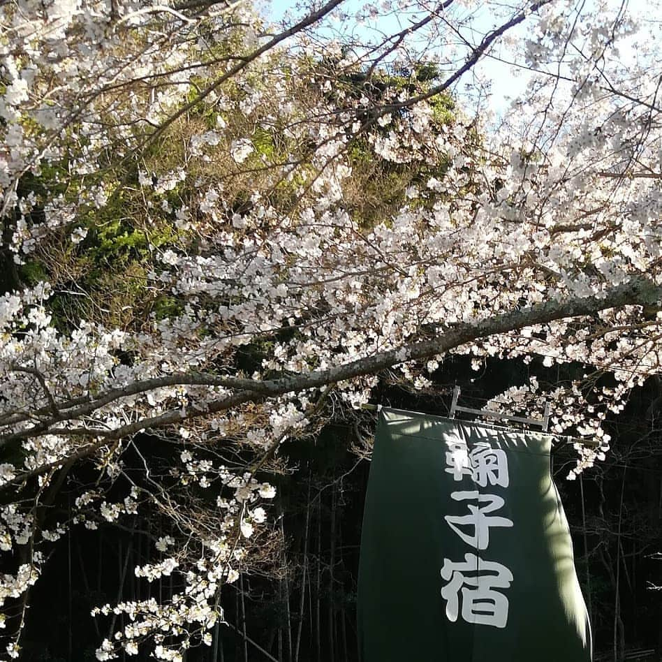 藤井沙央理さんのインスタグラム写真 - (藤井沙央理Instagram)「天気が良かったのでお散歩をしていたら、#お花見会 をしていたので#ご挨拶 に寄りました。  #テニミュ 俳優 #じゃじゃまる もいて、のどかな田舎のわりに#業界人 にお会いします。#議員 さんもね。  #静岡 #桜#charryblossom」3月31日 20時05分 - fujii.saori