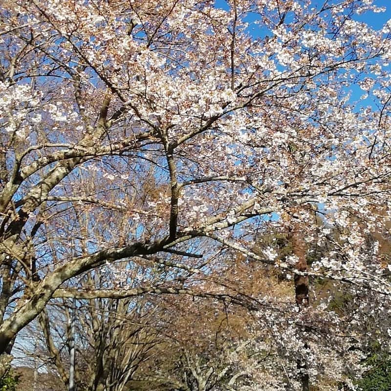 藤井沙央理さんのインスタグラム写真 - (藤井沙央理Instagram)「天気が良かったのでお散歩をしていたら、#お花見会 をしていたので#ご挨拶 に寄りました。  #テニミュ 俳優 #じゃじゃまる もいて、のどかな田舎のわりに#業界人 にお会いします。#議員 さんもね。  #静岡 #桜#charryblossom」3月31日 20時05分 - fujii.saori