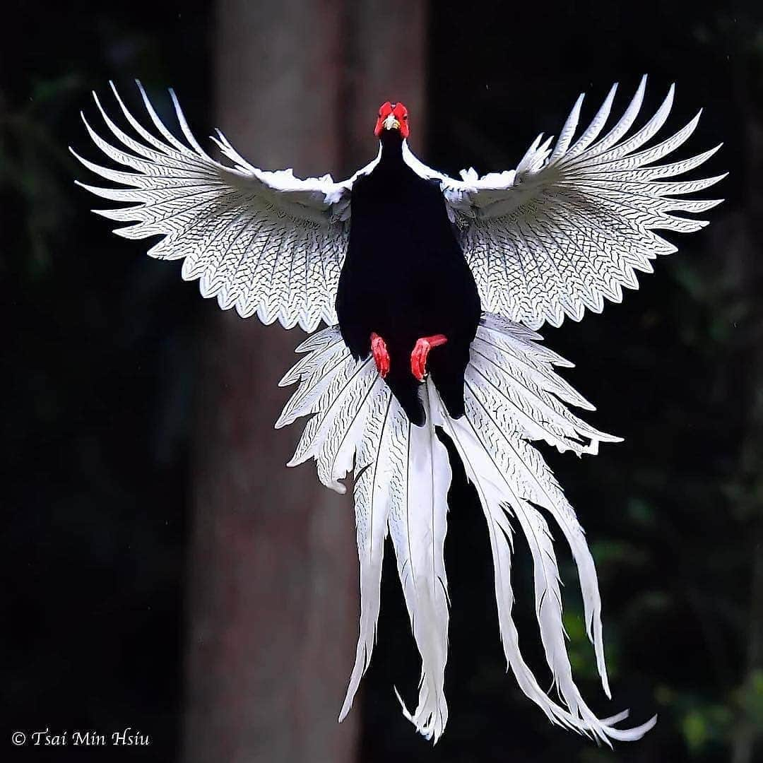 Cute baby animal videos picsさんのインスタグラム写真 - (Cute baby animal videos picsInstagram)「Follow @bestbirdpix for awesome bird photos 🐦  Silver pheasant From ©Min Hsiu Tsai . . #your_best_birds #bestbirdshots #best_birds_of_world #bird_brilliance #nfnl #elite_worldwide_birds #birds_adored #bird_captures #ip_birds #birdsofinstagram #best_birds_of_instagram #kings_birds #bd_pro #nuts_about_birds #bns_birds #birds_illife #best_birds_of_ig #marvelouz_animals #bb_of_ig #macro_turkey #feather_perfection #planetbirds #world_mastershotz_nature  #amazingphotohunter #master_shots #exclusive_wildlife #nature_brilliance #earthcapture」3月31日 20時04分 - cutie.animals.page