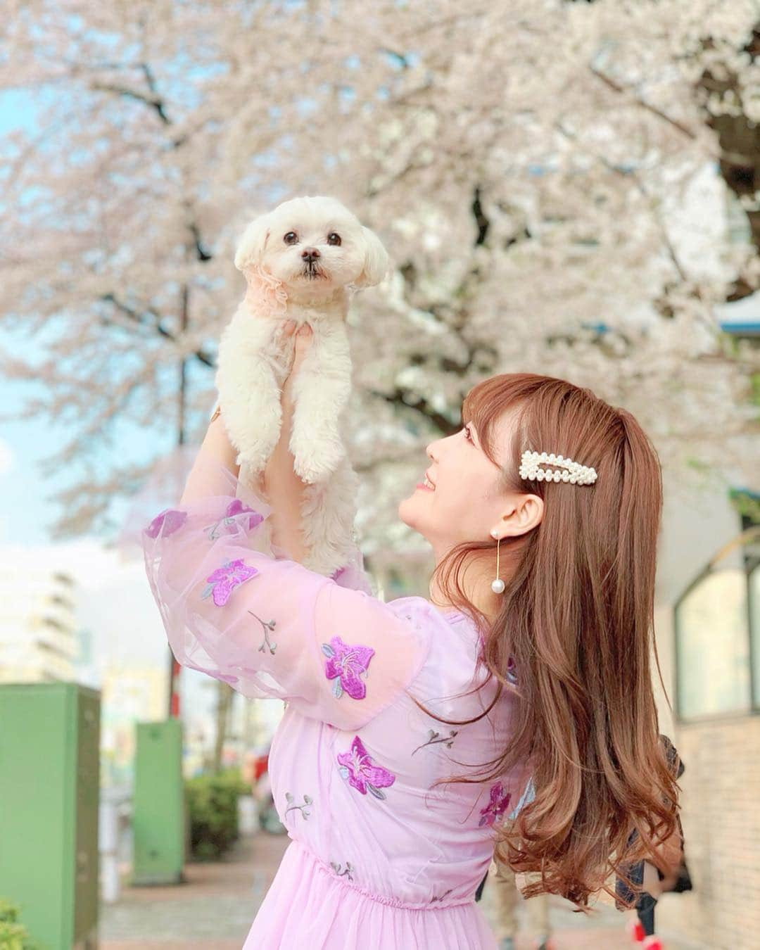 蓼沼綾さんのインスタグラム写真 - (蓼沼綾Instagram)「🐶🌸🍡💐🐩 ^_^ S.A.K.U.R.A...🌸 ・ すっきり晴れた日曜日🌞 ポカポカ陽気の中こたくんとお散歩へ🐩💕 ・ 桜には全く興味のないこたくんですが😂 今年もこうしてこたくんと桜を見ることができて 大満足です🐶🌸💕 ・ ふわふわ可愛いラベンダーワンピは @lissi__boutique 🎀 袖のふんわり感も裾の広がりも ドキドキするほど可愛い💓 ・ ZOZOTOWNでも取り扱いが始まったので 是非チェックしてね💐💕 ・ #lissiboutique #お花見 #お花見コーデ #ootd #outfit #instastyle #ふわもこわんこ #マルチーズ #お散歩デート #sakura #そめいよしの #桜並木 #lerevevaniller #vaniller_style #ヴァニレ #miumiu #ビジュースニーカー #zozotown」3月31日 20時06分 - tadeaya