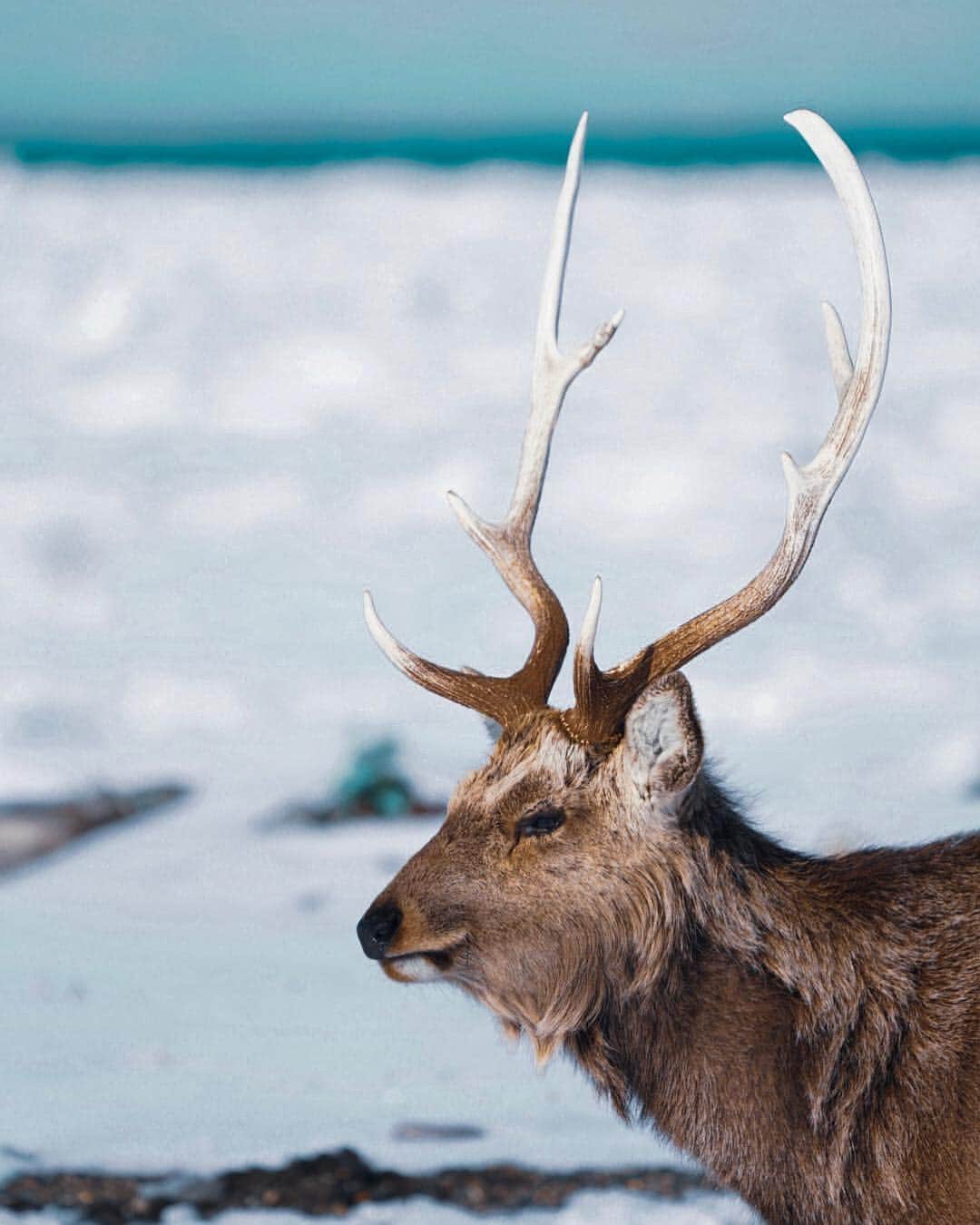 Hikaruのインスタグラム：「Deer with a wonderful corner. . . 春なので、お部屋の断捨離中です。 なかなか色々が進まない。 春ですが、私はまだまだ冬気分です笑 また、行きたいな、道東。 私のinstagram ロールは動物写真になっています。 皆さんは、ポートレートロールの中の 私の動物写真に違和感を感じているでしょう.... すみません笑笑 . . . #deer #東京カメラ部 #instagram #igersjp  #tokyocameraclub  #natgeo #yourshotphotographer  #sony #bealpha #sonyalpha  #pashadelic #naturephotography #naturegeography #lovers_nippon #photogrena_nature #photo_shorttrip #japan #visitjapanjp #longexposure_japan #hokkaido #写真好きな人と繋がりたい . . .」