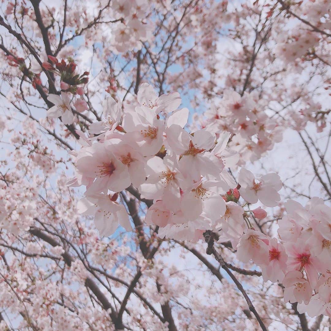 桃咲まゆのインスタグラム：「_ 桜を愛でるには今日は寒すぎた、 明日から4月🌸#2019_03_31」