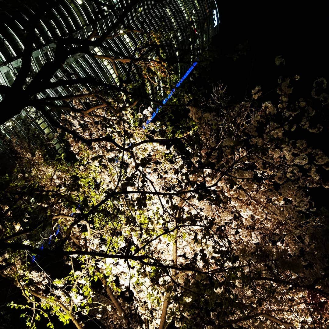 別所哲也さんのインスタグラム写真 - (別所哲也Instagram)「Cherry Blossoms TOKYO #tokyo #roppongihills #tokyolife #ohayomorning #tetsuyabessho #別所哲也」3月31日 20時11分 - tetsuya_bessho