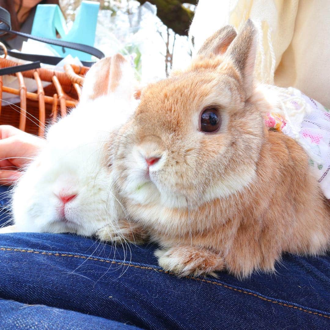 うー & なー ❤️ウチムラさんのインスタグラム写真 - (うー & なー ❤️ウチムラInstagram)「* おそとに出たら、ずっと身を寄せ合っていた2人😮 家では仲悪いけど、ずーっと私の膝から離れず、なおかつ2人で並んでいました(4枚目)🌸 *  #bunny #rabbit  #animal  #動物 #うさぎ #ネザーランドドワーフ #netherlanddwarf #ブロークンオレンジ  #うなっぴ #ニャッピ #ナナ #にゃつ #にゃぴ #アン #アン太郎#canonEOSM100」3月31日 20時11分 - uu_una_mina