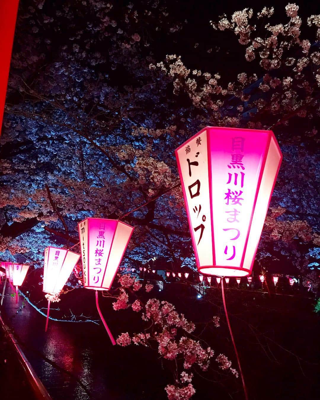 のインスタグラム：「やっと見つけた🌸🏮🌸 @tokyo_drop #目黒川の桜  #中目黒古着屋」