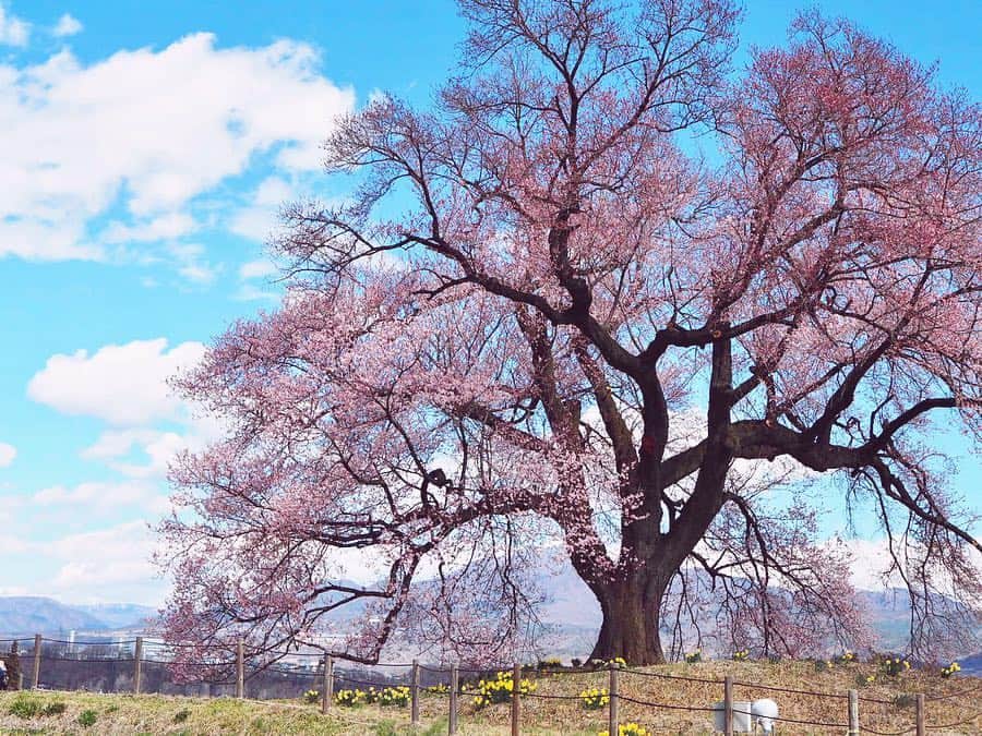 若尾綾香さんのインスタグラム写真 - (若尾綾香Instagram)「☆ 「わに塚の桜🌸」 地元の山梨県韮崎市にある一本桜で、 樹齢約330年のエドヒガンザクラ。 両親に咲いてるから観に行こうと言われて行ったら まだ満開ではなかった。残念。 見頃は来週末くらいかな🤔？ とっても大きな一本桜🌸 この時期に山梨に訪れた際は是非。 . #山梨県#韮崎市#親善大使#生まれ育ったまち#サッカーのまち#武田の里サッカーのまちにらさき親善大使#バンフォーレ甲府#サッカー頑張れ#試合も観に行きたいな」3月31日 20時16分 - ayaka_wakao
