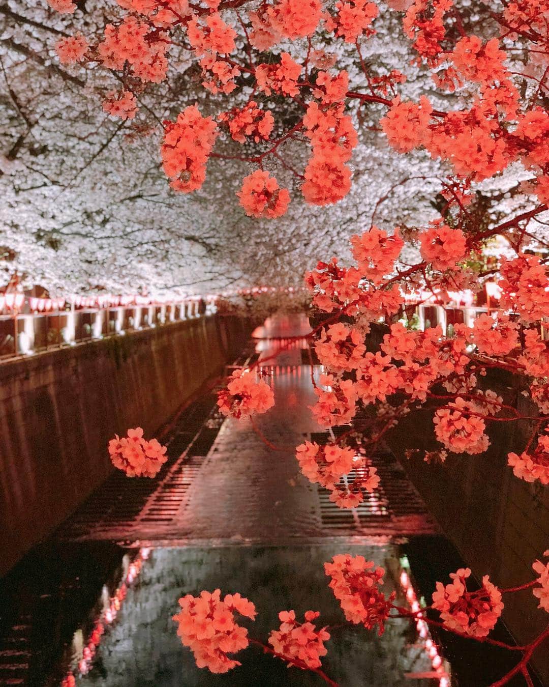 秋山具義さんのインスタグラム写真 - (秋山具義Instagram)「夜の目黒川の美しさよ。﻿ ﻿﻿﻿ #目黒川の桜パトロール2019」3月31日 20時17分 - gugitter