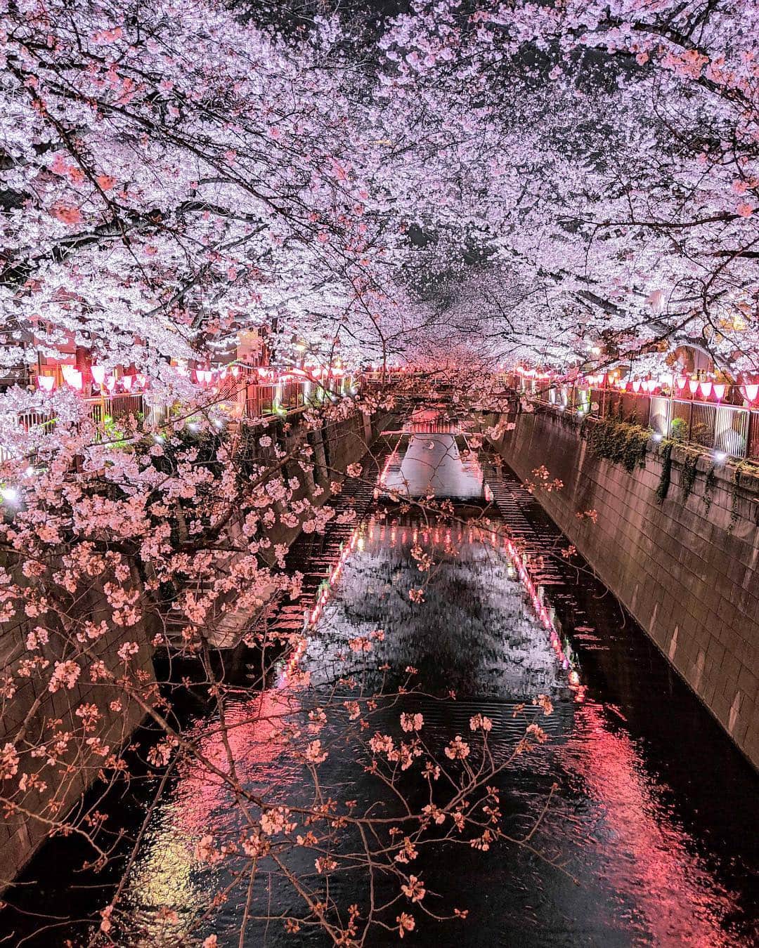 詩歩さんのインスタグラム写真 - (詩歩Instagram)「🌸﻿ ﻿ The most beautiful week has been started in Tokyo!!﻿ ﻿ Cherry blossom blooms only 1 week the transient beauty of them are so captivating.﻿ ﻿ But the blooming period is not same entire Japan.﻿ Tokyo is one of the fastest place and normally it will move from south to north about 1 month.﻿ ﻿ Come and feel the Japanese fleeting beauties. 🌸﻿ ﻿ ﻿ 各地の桜も咲き始め、１年で一番美しい１ヶ月がはじまりますね〜！﻿ 目黒川は、例年通りの美しい桜と、例年以上のお花見客にあふれてました。﻿ ﻿ 人が多すぎたから、スマホでちゃちゃっと撮影して、15分で退散(笑)﻿ ﻿ ﻿ 📱taken by #pixel3﻿ #pixelで撮影 #teampixel ﻿ ﻿ 📷29th March 2019﻿ 📍目黒川／東京﻿ 📍Meguro river／Tokyo Japan﻿ ﻿ ﻿ ﻿ ©︎Shiho/詩歩﻿」3月31日 20時18分 - shiho_zekkei