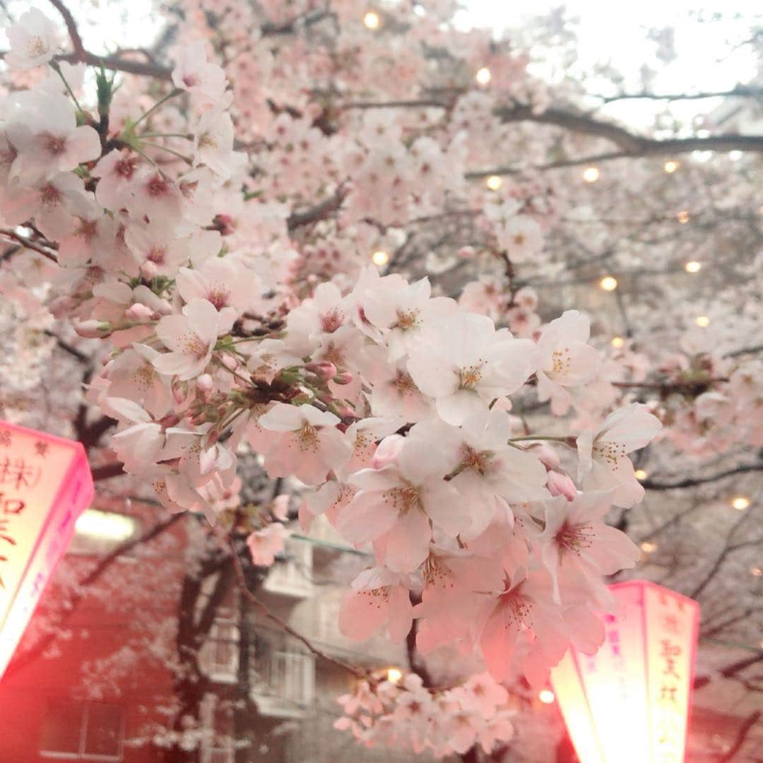 ERYさんのインスタグラム写真 - (ERYInstagram)「やっぱり桜は綺麗！ハルカと2年ぶりのぶらり中目黒花見。 兎に角すごい人。なかなか進めません。でもあの川沿いの桜の美しさを見れば、そりゃみんな見に来たいよねと思う。 #ハルカとERY #桜 #中目黒 #花見日和 #ここでもタピオカ」3月31日 20時25分 - bass_ery