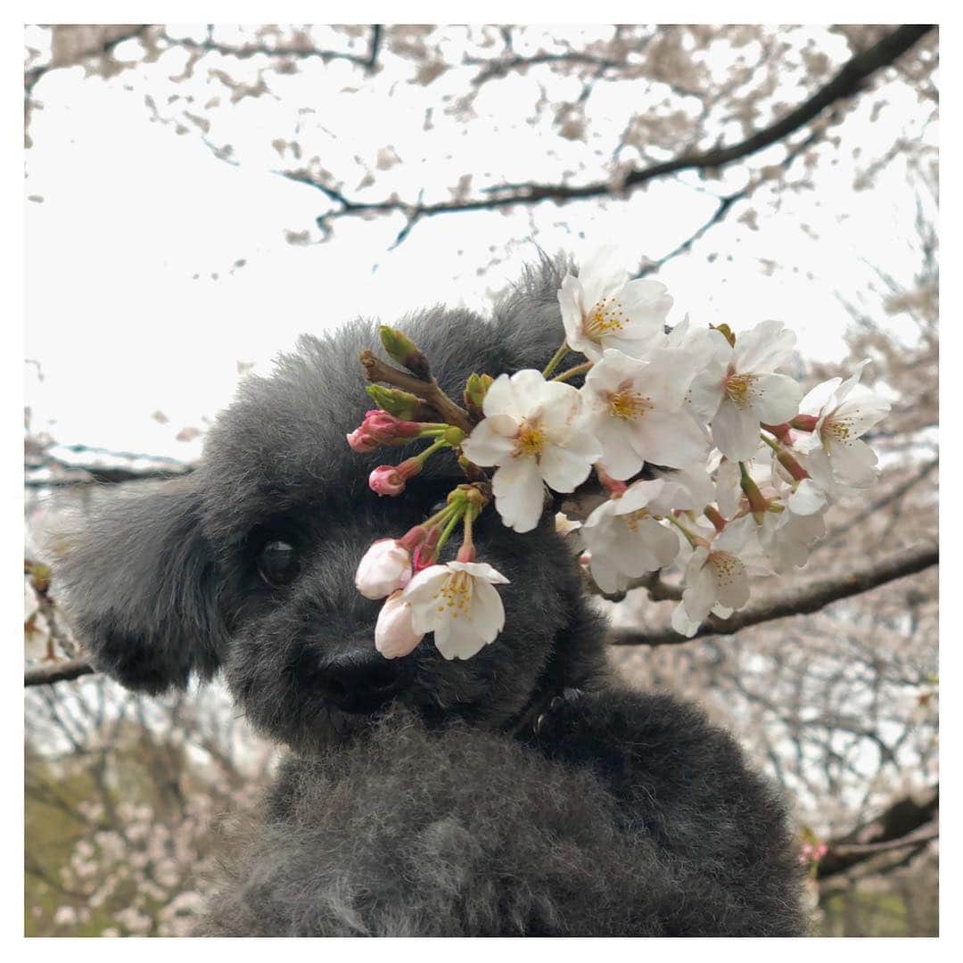 田沢美亜のインスタグラム：「🌸 🌸 🌸  @yoyoyopico 💕  #ゆっぱッピー #桜満開 #tokyolife」