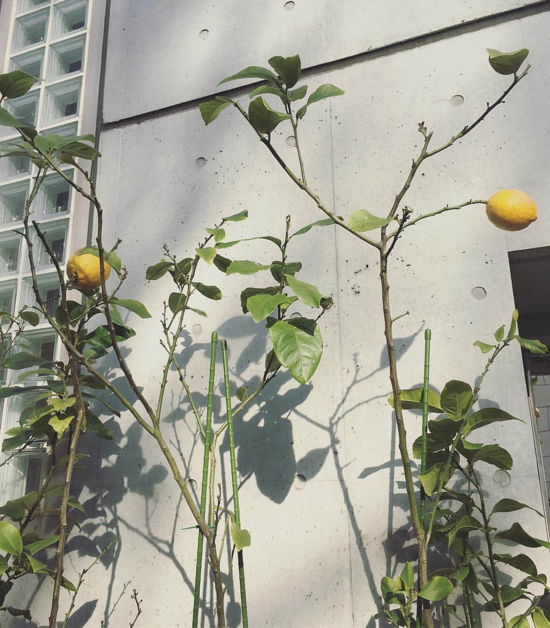 土岐麻子さんのインスタグラム写真 - (土岐麻子Instagram)「レモン見🍋」3月31日 20時36分 - tokiasako