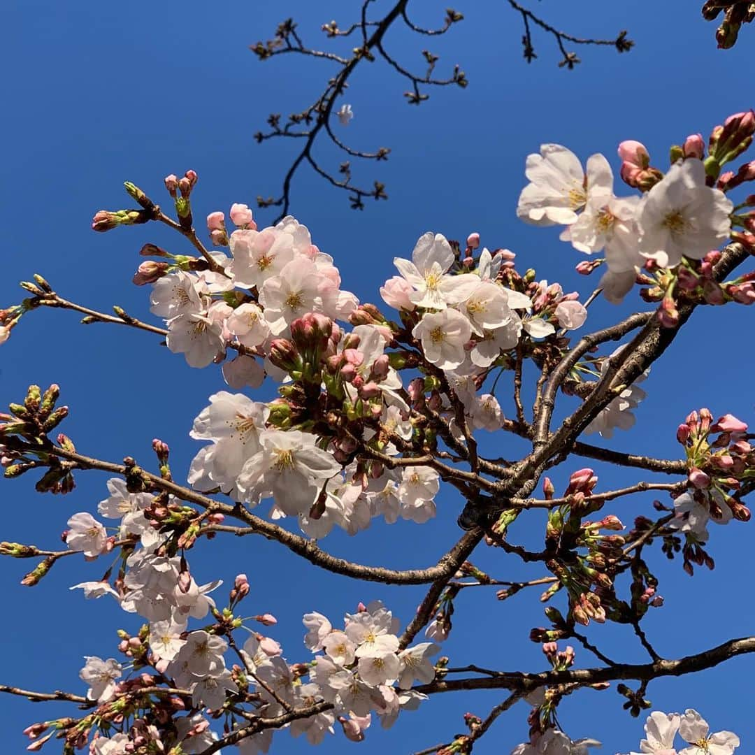 セロリさんのインスタグラム写真 - (セロリInstagram)「【桜プロペラ】 落ちていた桜をいくらに乗せてみました。 これでみんなのところへ飛んで行けるかな。 桜プロペラ回れーっ。 #maltese #マルチーズ #桜 #花見 #安定の散歩拒否 #malteseofinstagram #maltese101 #malteser #malteseofficial #maltesedog #dog #instadog #dogstagram #dogoftheday #doglovers #instapet #adorable #ilovemydog  #ペット #わんこ #ふわもこ部 #犬のいる暮らし #いぬら部  #いぬすたぐらむ  #群馬 #やよいひめ #いちご」3月31日 11時53分 - celeryrabbit