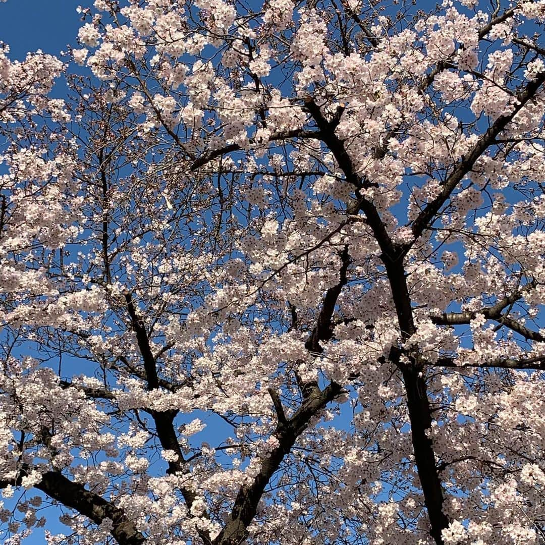 セロリさんのインスタグラム写真 - (セロリInstagram)「【桜プロペラ】 落ちていた桜をいくらに乗せてみました。 これでみんなのところへ飛んで行けるかな。 桜プロペラ回れーっ。 #maltese #マルチーズ #桜 #花見 #安定の散歩拒否 #malteseofinstagram #maltese101 #malteser #malteseofficial #maltesedog #dog #instadog #dogstagram #dogoftheday #doglovers #instapet #adorable #ilovemydog  #ペット #わんこ #ふわもこ部 #犬のいる暮らし #いぬら部  #いぬすたぐらむ  #群馬 #やよいひめ #いちご」3月31日 11時53分 - celeryrabbit