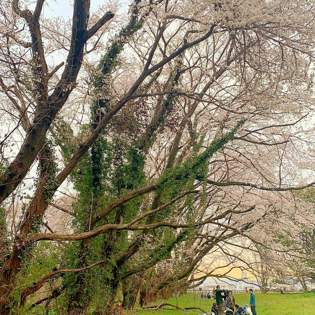 ノーマさんのインスタグラム写真 - (ノーマInstagram)「なんて野性的で美しい桜！ 昼下がりに国立天文台で天文学者の渡部潤一さんファミリーを囲んで宇宙と地球のふしぎ話。 またまた興奮鳴り止まずでした。 thank you @naoj_pr 👽🌸🌸 #cherryblossom  #botanics  #spring #お花見 #国立天文台」3月31日 11時54分 - noma77777