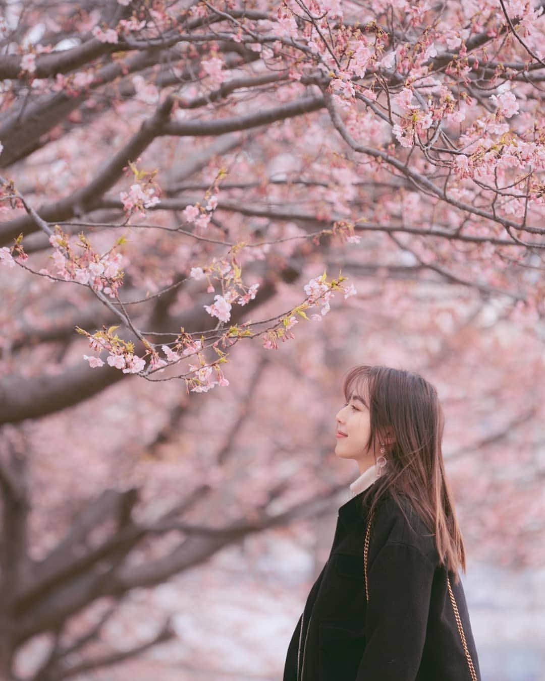 艾芊芊さんのインスタグラム写真 - (艾芊芊Instagram)「咲くの季節#さくら #三浦海岸 #神奈川旅行 #インフルエンサージャパン #モデル」3月31日 11時55分 - iceykoko