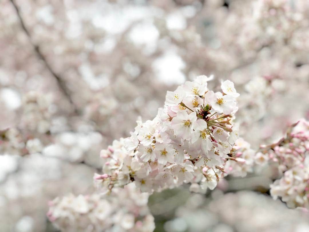 江川清音さんのインスタグラム写真 - (江川清音Instagram)「﻿ 🌸国立劇場🌸﻿ 神代曙桜、駿河桜、駿河小町桜、小松乙女桜、仙台屋桜などの珍しい桜が前庭に植えられています🥰💓﻿ 本数自体は多くはありませんが、色が違って綺麗です✨✨﻿ ﻿ ちょうど見頃でした〜ナイスタイミング🤗💕﻿ ﻿ #桜 #神代曙 #駿河桜 #駿河小町桜 #小松乙女桜 #仙台桜 #国立劇場 #勝手にさくプロ大使 #お花見 #ウェザーニュースキャスター」3月31日 12時05分 - egawasayane