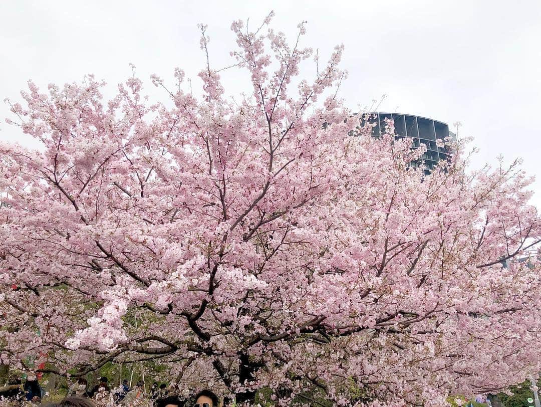 江川清音さんのインスタグラム写真 - (江川清音Instagram)「﻿ 🌸国立劇場🌸﻿ 神代曙桜、駿河桜、駿河小町桜、小松乙女桜、仙台屋桜などの珍しい桜が前庭に植えられています🥰💓﻿ 本数自体は多くはありませんが、色が違って綺麗です✨✨﻿ ﻿ ちょうど見頃でした〜ナイスタイミング🤗💕﻿ ﻿ #桜 #神代曙 #駿河桜 #駿河小町桜 #小松乙女桜 #仙台桜 #国立劇場 #勝手にさくプロ大使 #お花見 #ウェザーニュースキャスター」3月31日 12時05分 - egawasayane