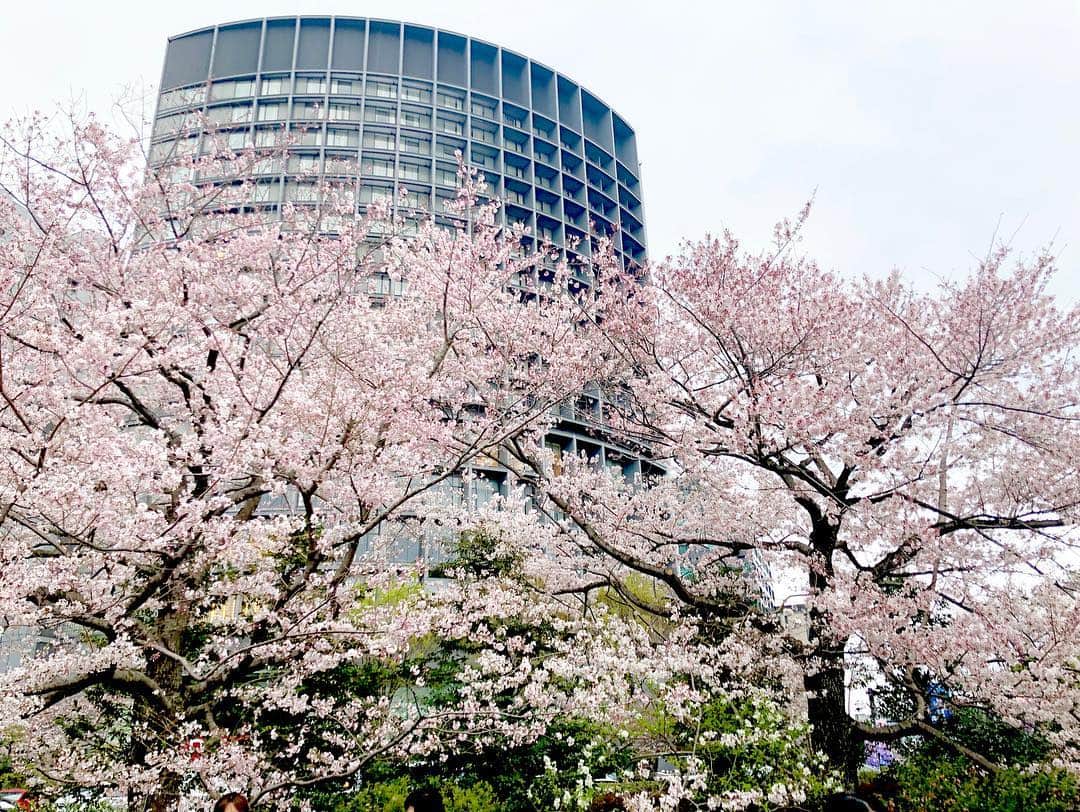 江川清音さんのインスタグラム写真 - (江川清音Instagram)「﻿ 🌸国立劇場🌸﻿ 神代曙桜、駿河桜、駿河小町桜、小松乙女桜、仙台屋桜などの珍しい桜が前庭に植えられています🥰💓﻿ 本数自体は多くはありませんが、色が違って綺麗です✨✨﻿ ﻿ ちょうど見頃でした〜ナイスタイミング🤗💕﻿ ﻿ #桜 #神代曙 #駿河桜 #駿河小町桜 #小松乙女桜 #仙台桜 #国立劇場 #勝手にさくプロ大使 #お花見 #ウェザーニュースキャスター」3月31日 12時05分 - egawasayane