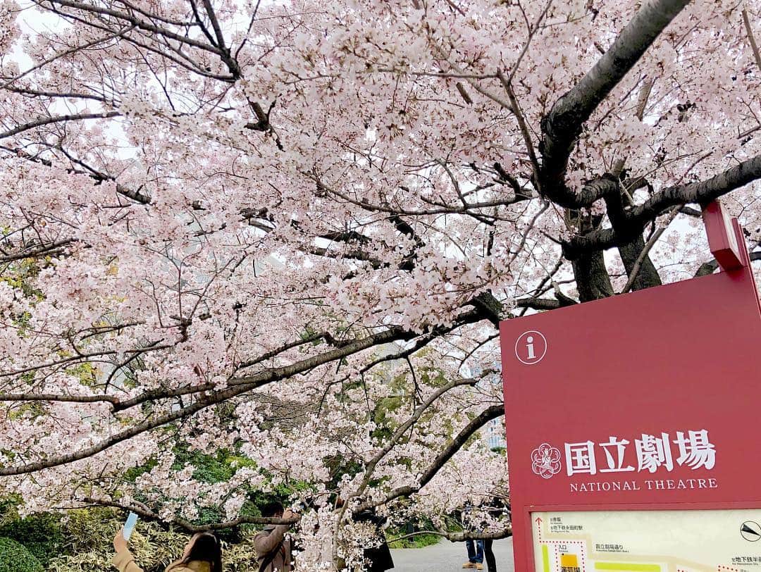 江川清音さんのインスタグラム写真 - (江川清音Instagram)「﻿ 🌸国立劇場🌸﻿ 神代曙桜、駿河桜、駿河小町桜、小松乙女桜、仙台屋桜などの珍しい桜が前庭に植えられています🥰💓﻿ 本数自体は多くはありませんが、色が違って綺麗です✨✨﻿ ﻿ ちょうど見頃でした〜ナイスタイミング🤗💕﻿ ﻿ #桜 #神代曙 #駿河桜 #駿河小町桜 #小松乙女桜 #仙台桜 #国立劇場 #勝手にさくプロ大使 #お花見 #ウェザーニュースキャスター」3月31日 12時05分 - egawasayane