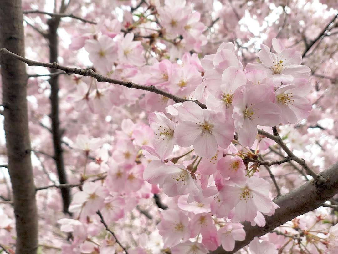 江川清音さんのインスタグラム写真 - (江川清音Instagram)「﻿ 🌸国立劇場🌸﻿ 神代曙桜、駿河桜、駿河小町桜、小松乙女桜、仙台屋桜などの珍しい桜が前庭に植えられています🥰💓﻿ 本数自体は多くはありませんが、色が違って綺麗です✨✨﻿ ﻿ ちょうど見頃でした〜ナイスタイミング🤗💕﻿ ﻿ #桜 #神代曙 #駿河桜 #駿河小町桜 #小松乙女桜 #仙台桜 #国立劇場 #勝手にさくプロ大使 #お花見 #ウェザーニュースキャスター」3月31日 12時05分 - egawasayane