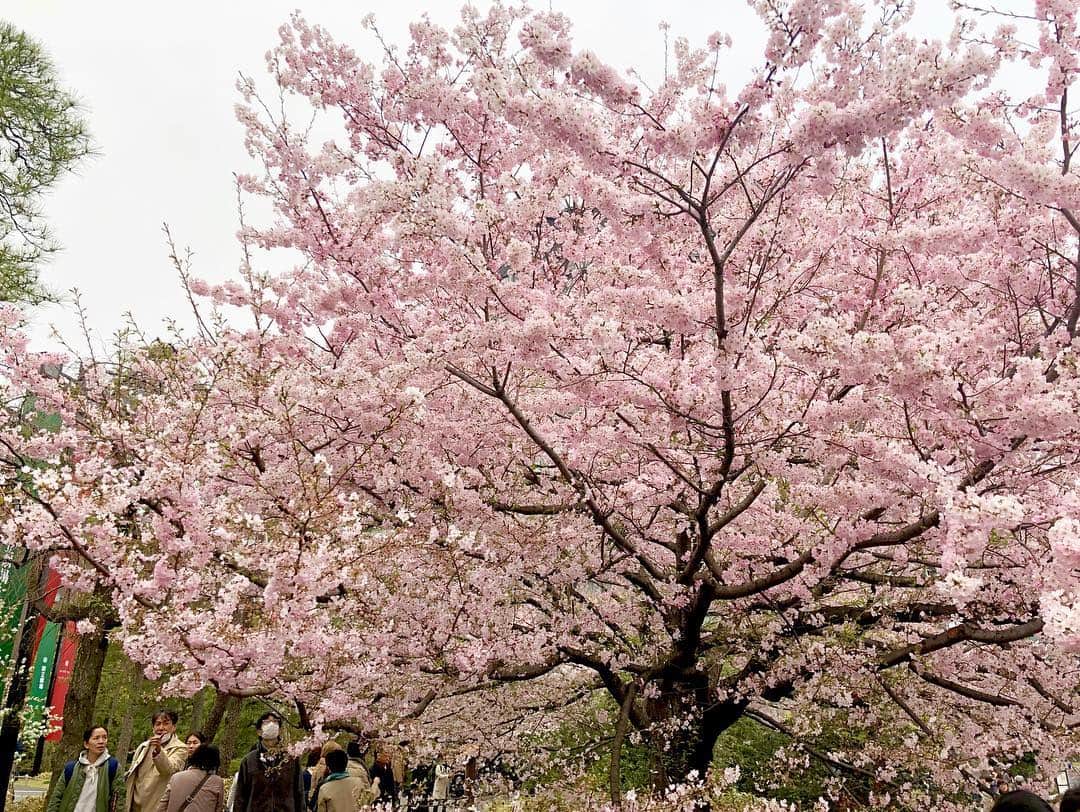江川清音さんのインスタグラム写真 - (江川清音Instagram)「﻿ 🌸国立劇場🌸﻿ 神代曙桜、駿河桜、駿河小町桜、小松乙女桜、仙台屋桜などの珍しい桜が前庭に植えられています🥰💓﻿ 本数自体は多くはありませんが、色が違って綺麗です✨✨﻿ ﻿ ちょうど見頃でした〜ナイスタイミング🤗💕﻿ ﻿ #桜 #神代曙 #駿河桜 #駿河小町桜 #小松乙女桜 #仙台桜 #国立劇場 #勝手にさくプロ大使 #お花見 #ウェザーニュースキャスター」3月31日 12時05分 - egawasayane