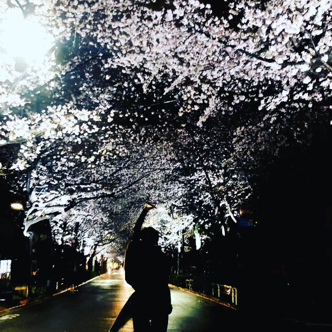 渡邊由貴さんのインスタグラム写真 - (渡邊由貴Instagram)「This is it ‼️ #cherryblossom」3月31日 11時59分 - yukiwatanabe788
