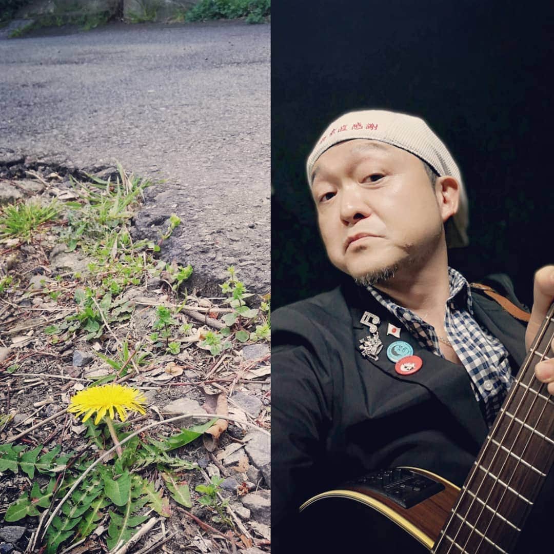 のインスタグラム：「。 アスファルトの切れ目 に咲くタンポポは～ そこに根を張って～ 凛として咲いている。 あんたタンポポに負けた らあかんで…… お母ちゃんの言うとおり ららら、らーらら、らーら ♪。.:＊・゜♪。.:＊・゜♪。.:＊・゜」