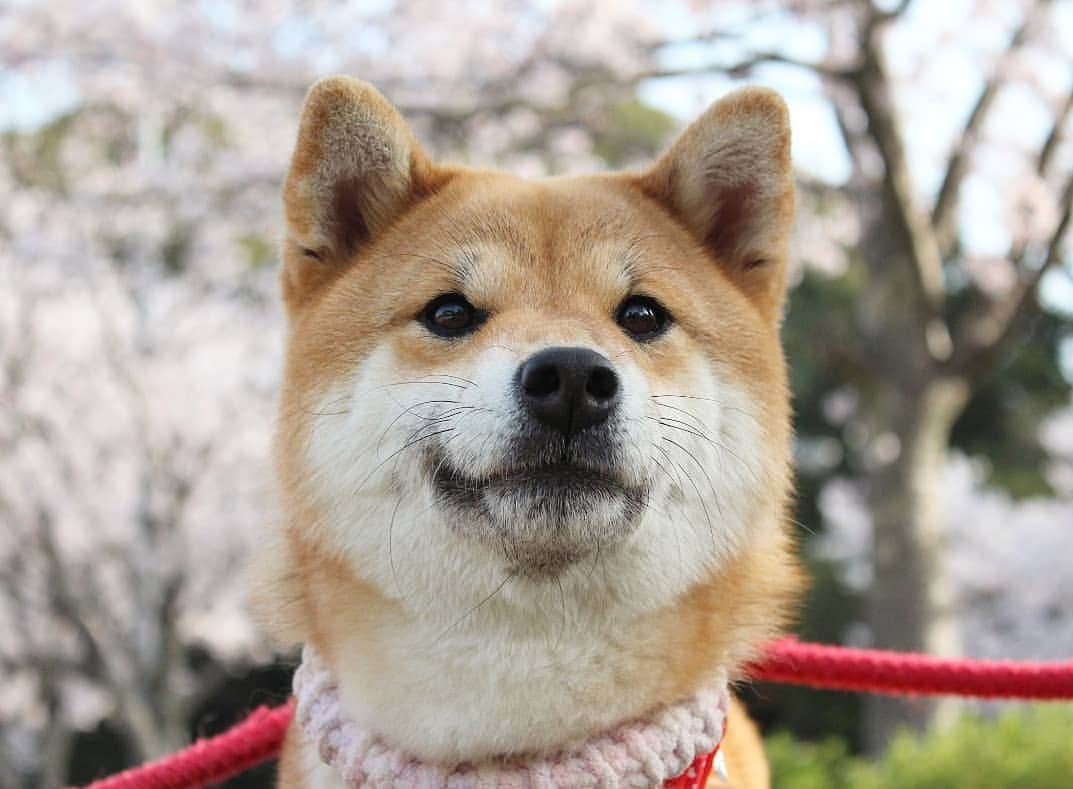 柴犬たま Shibainu Tamaさんのインスタグラム写真 - (柴犬たま Shibainu TamaInstagram)「お出かけが楽しいたママの良い表情が撮れた😊👌 * Caption trans🇬🇧 Tama is fun going out. I took a photo of her good look😊👌 * #柴犬たま #たママ #一眼レフ #一眼レフカメラ #お出掛け #お花見 #満開 #さくら #サクラ #桜 #日本の春 #花とたま #笑顔 #舌ぺろ #柴犬 #shiba #shibainu #shibastagram #犬 #dog」3月31日 12時02分 - tama7653