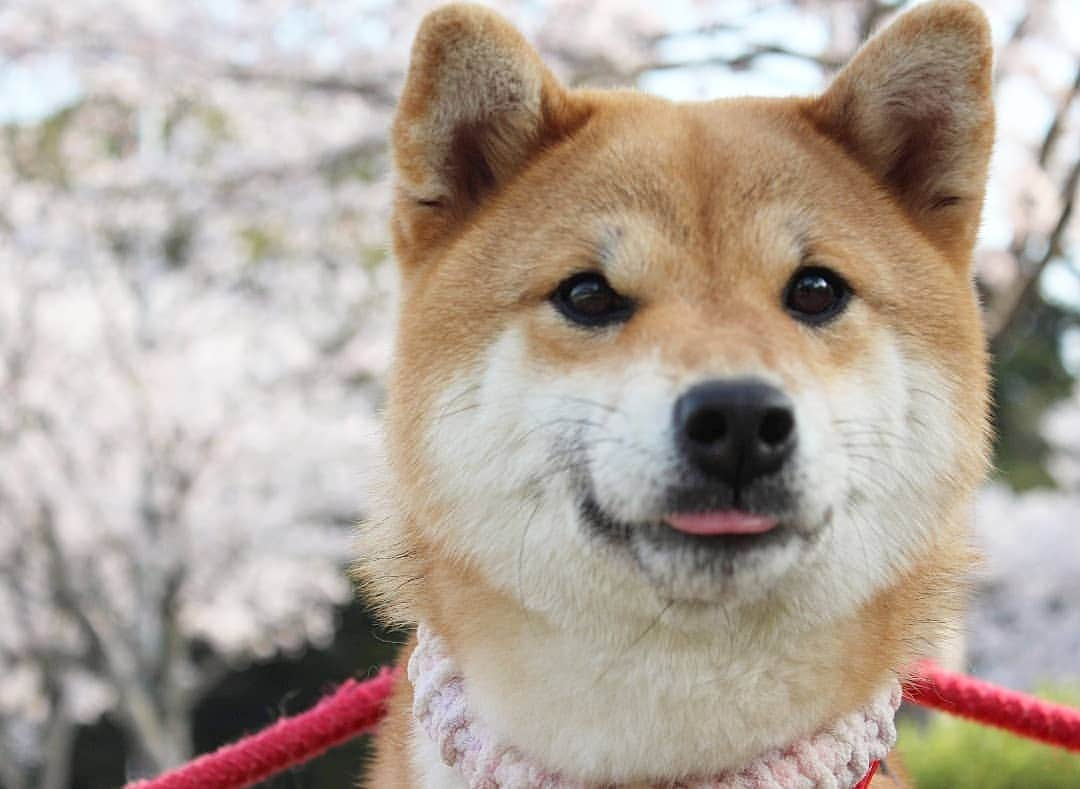 柴犬たま Shibainu Tamaさんのインスタグラム写真 - (柴犬たま Shibainu TamaInstagram)「お出かけが楽しいたママの良い表情が撮れた😊👌 * Caption trans🇬🇧 Tama is fun going out. I took a photo of her good look😊👌 * #柴犬たま #たママ #一眼レフ #一眼レフカメラ #お出掛け #お花見 #満開 #さくら #サクラ #桜 #日本の春 #花とたま #笑顔 #舌ぺろ #柴犬 #shiba #shibainu #shibastagram #犬 #dog」3月31日 12時02分 - tama7653