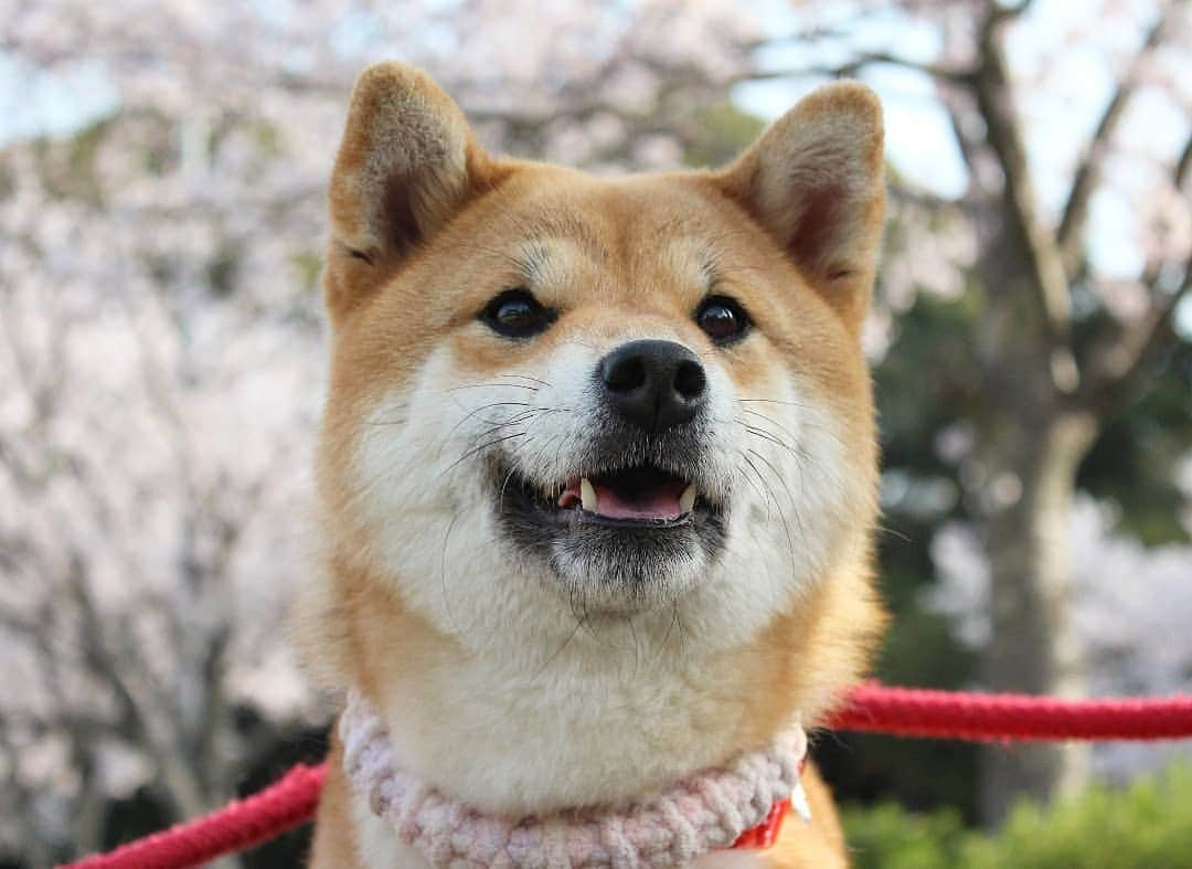 柴犬たま Shibainu Tamaさんのインスタグラム写真 - (柴犬たま Shibainu TamaInstagram)「お出かけが楽しいたママの良い表情が撮れた😊👌 * Caption trans🇬🇧 Tama is fun going out. I took a photo of her good look😊👌 * #柴犬たま #たママ #一眼レフ #一眼レフカメラ #お出掛け #お花見 #満開 #さくら #サクラ #桜 #日本の春 #花とたま #笑顔 #舌ぺろ #柴犬 #shiba #shibainu #shibastagram #犬 #dog」3月31日 12時02分 - tama7653