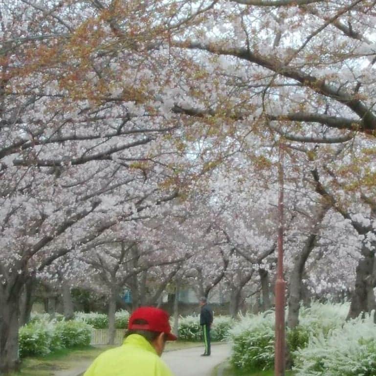 佐藤裕二さんのインスタグラム写真 - (佐藤裕二Instagram)「#近所 の#公園 も#桜 が#見頃 を迎えました。 ちょっと#風 が強いですがいい#景色 です。 明日から#新年度 、 がんばろう。  #さくら #ソメイヨシノ  #名古屋 #緑区 #名古屋市緑区  #花見 #桜のトンネル  #メーテレ #ドデスカ  #メーテレアナウンサー #アナウンサー  #佐藤裕二」3月31日 12時04分 - karaage_satou