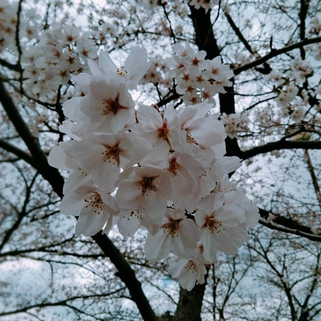 佐藤裕二さんのインスタグラム写真 - (佐藤裕二Instagram)「#近所 の#公園 も#桜 が#見頃 を迎えました。 ちょっと#風 が強いですがいい#景色 です。 明日から#新年度 、 がんばろう。  #さくら #ソメイヨシノ  #名古屋 #緑区 #名古屋市緑区  #花見 #桜のトンネル  #メーテレ #ドデスカ  #メーテレアナウンサー #アナウンサー  #佐藤裕二」3月31日 12時04分 - karaage_satou