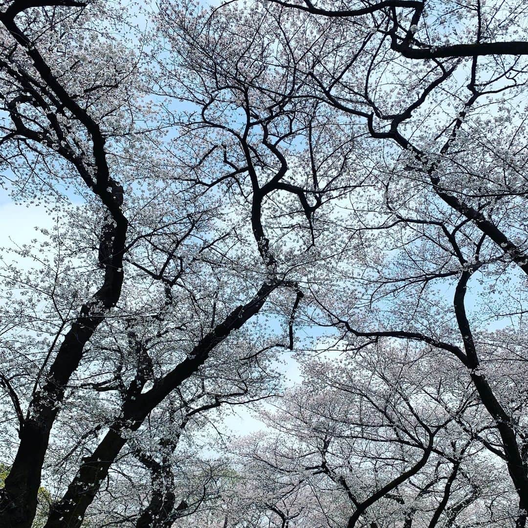 のインスタグラム：「. おだやかな昼下がり 桜満開」