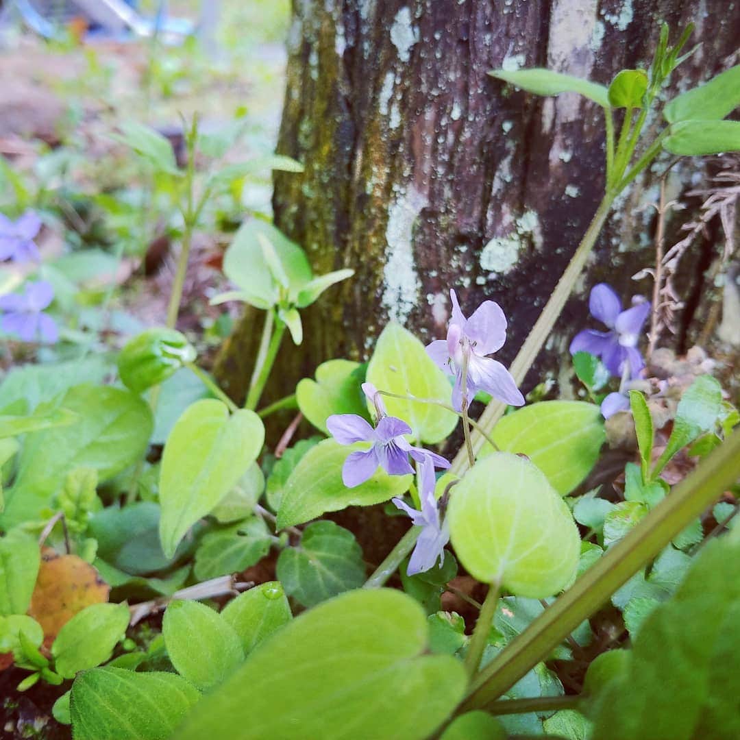 岩山立子さんのインスタグラム写真 - (岩山立子Instagram)「自然に咲く花 当たり前の事と気にもしなかったけれど 今は違います😌」3月31日 12時22分 - jazzestme