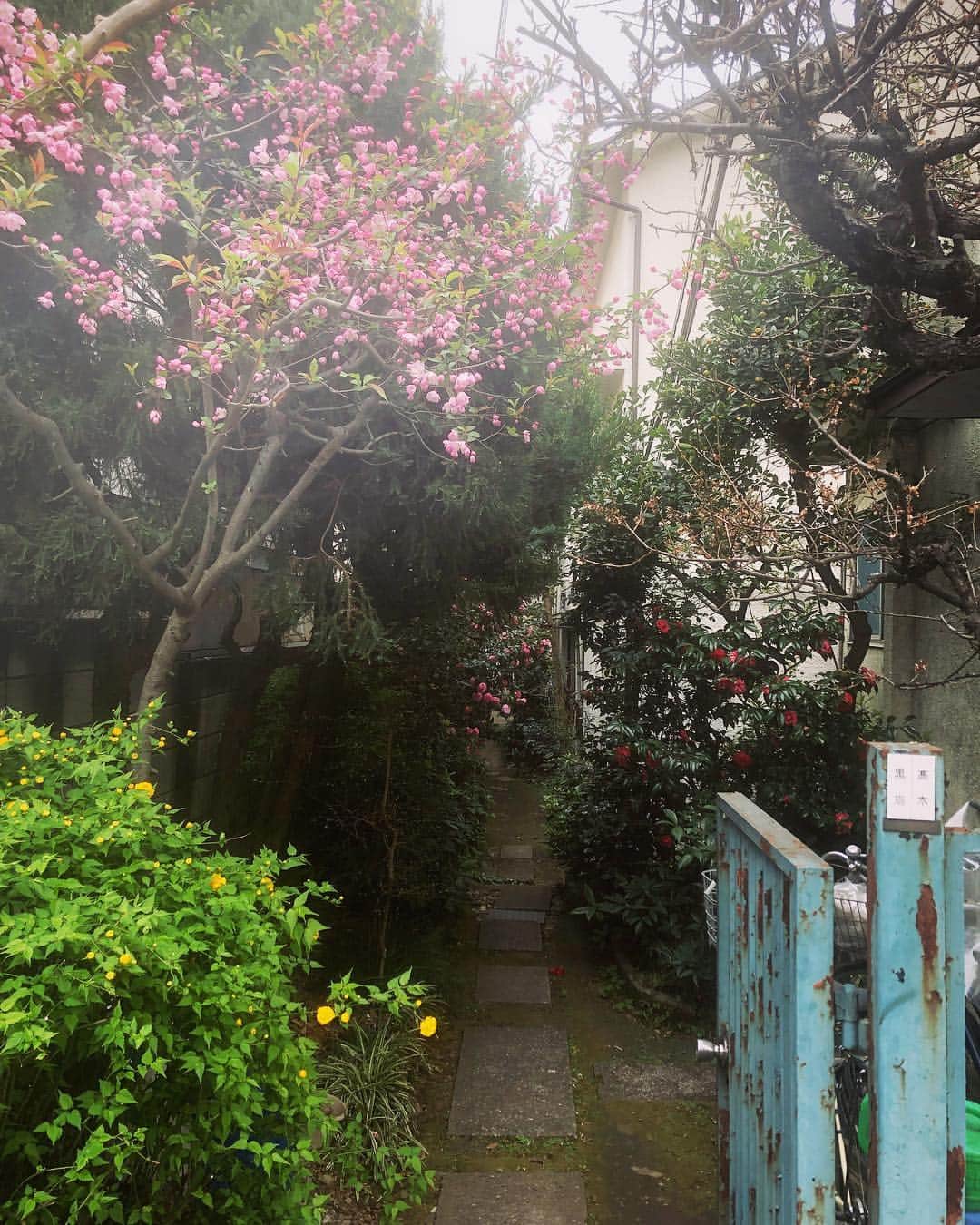 ToriChyanChannelさんのインスタグラム写真 - (ToriChyanChannelInstagram)「Типичный дворик в Токио #япония #токио #весна」3月31日 12時31分 - viktorichyan
