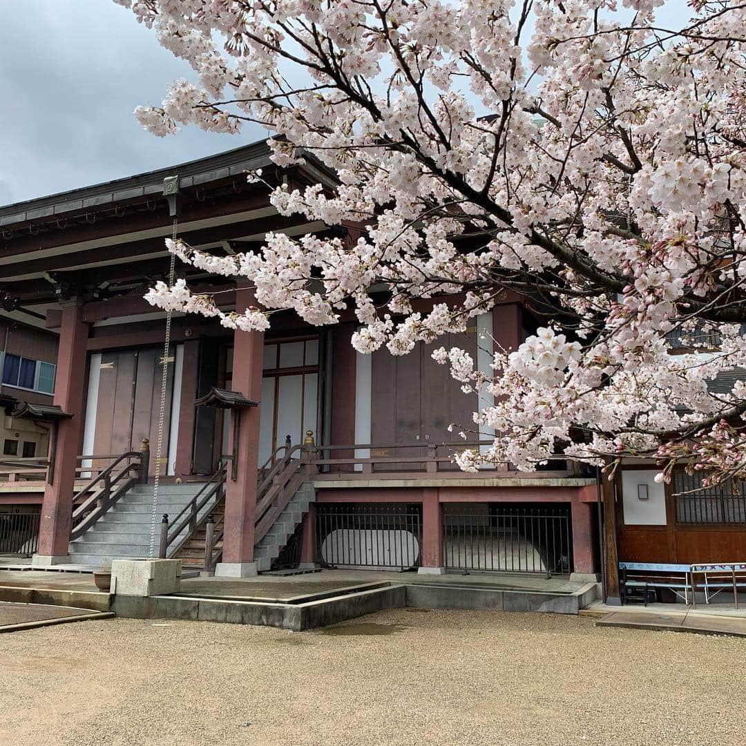 紀氏隆秀さんのインスタグラム写真 - (紀氏隆秀Instagram)「桜  #実家の桜 #豊岡市  #浄土宗  #来迎寺 #実家はお寺 #夏暑くて冬寒い  #でも最高の街 #お花見いかがですか  #今年も綺麗に咲いた #」3月31日 12時24分 - hidegoli