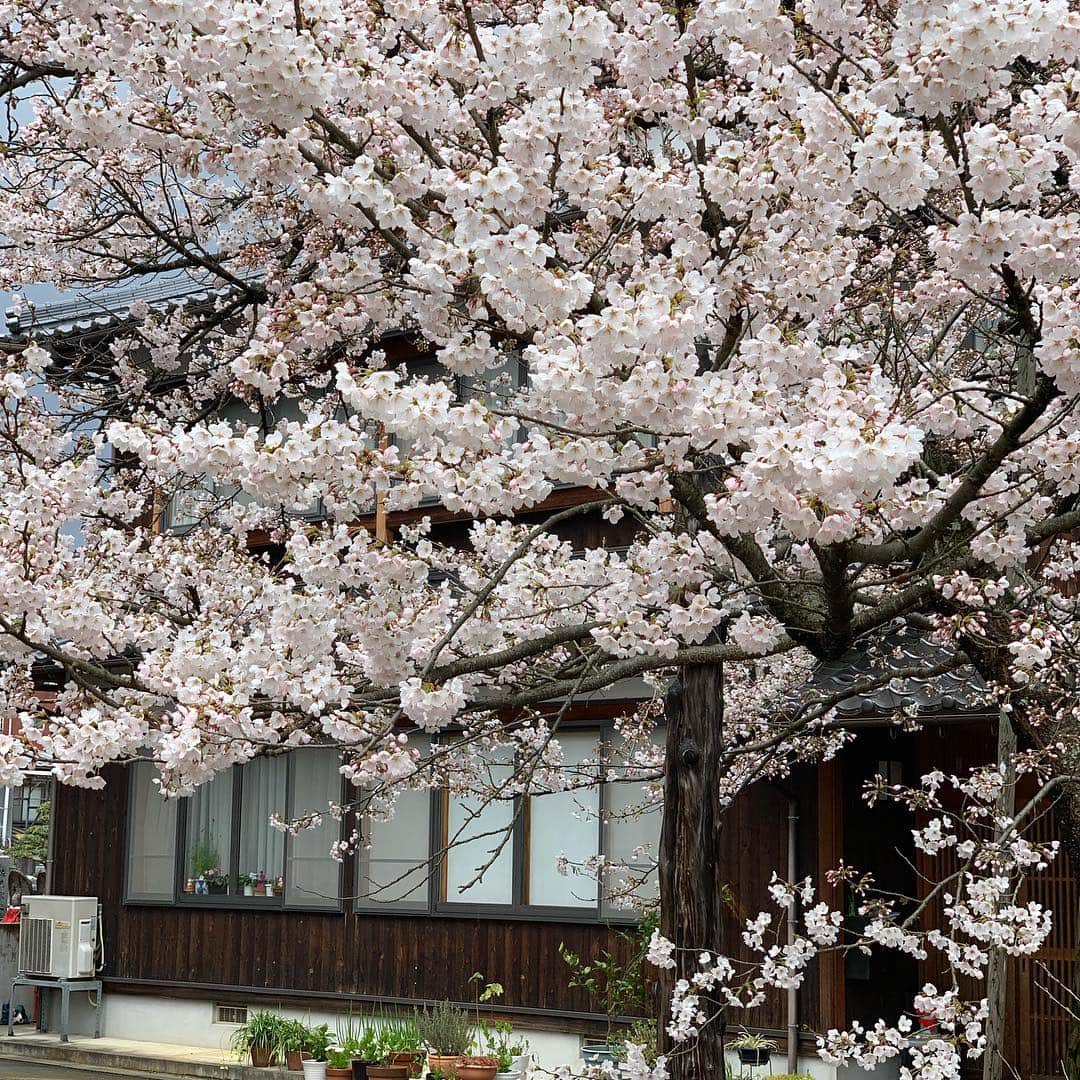 紀氏隆秀のインスタグラム：「桜  #実家の桜 #豊岡市  #浄土宗  #来迎寺 #実家はお寺 #夏暑くて冬寒い  #でも最高の街 #お花見いかがですか  #今年も綺麗に咲いた #」