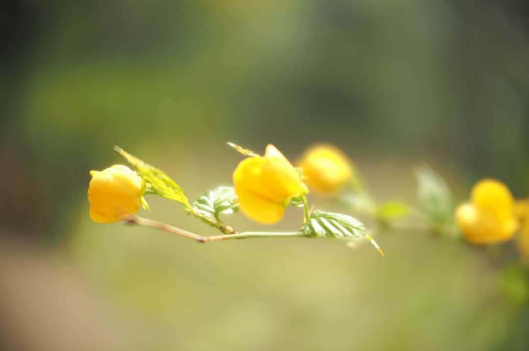 花澄さんのインスタグラム写真 - (花澄Instagram)「春、雨上がり。  #tokyo#japan#olympus#olympuspen#olympuspenepl8#switar#macroswitar#macroswitar26mm#oldlens#cinelens#オールドレンズ#シネレンズ#oldlens_tokyo#spring#flowers#春#雨上がり#花」3月31日 12時28分 - textisan