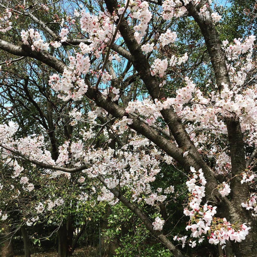 machiさんのインスタグラム写真 - (machiInstagram)「こんにちは◡̈*✧ * 桜が綺麗で浮かれております。メイクも思わず桜色を意識してしまう。なんて影響受けやすいんだろう笑 * 春はお花がたくさん咲くので本当に嬉しい。 * * * * * #桜#春#大阪#天王寺#フェルメール展#フェルメール」3月31日 12時28分 - material_2014