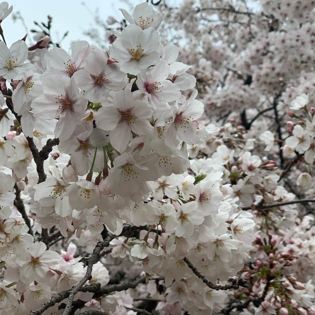 梅野舞さんのインスタグラム写真 - (梅野舞Instagram)「毎年一緒にお花見🌸している @atsukokosaka  今年はどこにしよっか！ ということで 一昨日、新宿御苑へ🌸  たくさんの人で賑わっていて  桜もとっても綺麗🌸 可愛い😍 美しい💗  毎年桜の季節は 癒されてます♬  ただ、寒過ぎた笑  #新宿御苑#お花見#お花見散歩#桜#さくら #beautiful #cute#癒し#春#spring#instagood #instaflowers #instapic」3月31日 12時43分 - mai.umeno