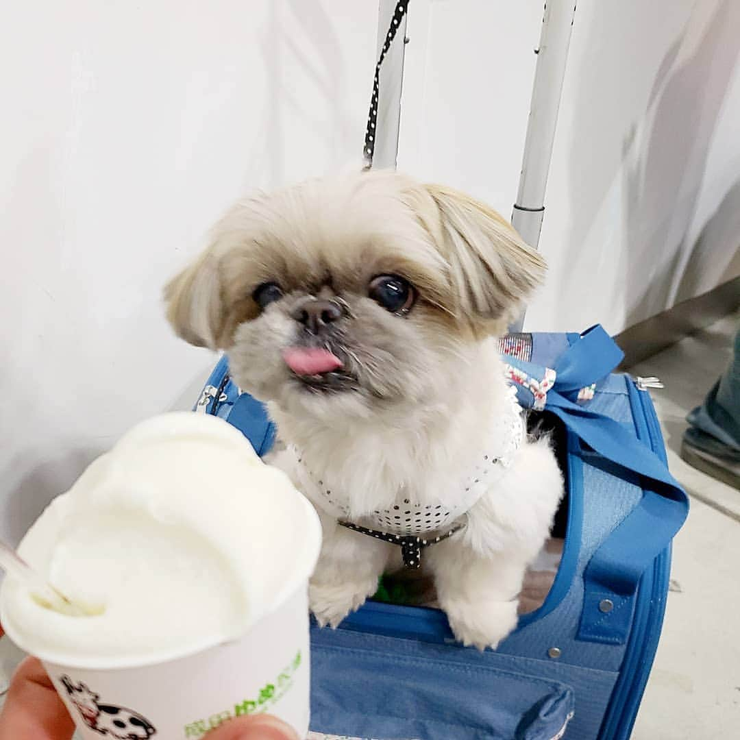 もえむさんのインスタグラム写真 - (もえむInstagram)「昨日行った#インターペット 🐶 私の目的は ・ペットカイロ ・おさんぽソックス ・色んなわんこを眺める😳  めい子ちゃんリカちゃん @mimry369 &茶々ちゃん寅ちゃん @chacha_hit に今年も会えた～🐶🐶🐶🐶🐶💕 (みんなカメラ目線の写真がなく、茶々ちゃん寅ちゃんの顔は合成😂) 2枚目：集合写真後みんな動き出す中、年長組のくまとめい子ちゃんが並んで残ってた😂 美味しい豆腐のオヤツを頂いちゃった😍  ご近所仲間でスーパーモデル、ぺぺちゃん @tomoppe.m にも会えた！相変わらずのイケメン💘  10時～16時まで会場にいたのにお友達になかなか会えず、、 日曜も行こうかなと思ってたけど胃炎終わりの体力の無さでは無理でした😂  買ったもの ✔️#おさんぽソックス ✔️#わんのはな ゼオライトクッキー(綱吉メリーに1個お土産🍪) ✔️#サンダーシャツ(雷とか不安に効果🙆) ✔️#オーマロー のおもちゃ🥕  と、食いしん坊祖母(96)👵にお土産に成田ゆめ牧場のマフィン😂  #楽しかった～～ #来年体力付けてリベンジ💪」3月31日 12時38分 - moem_n