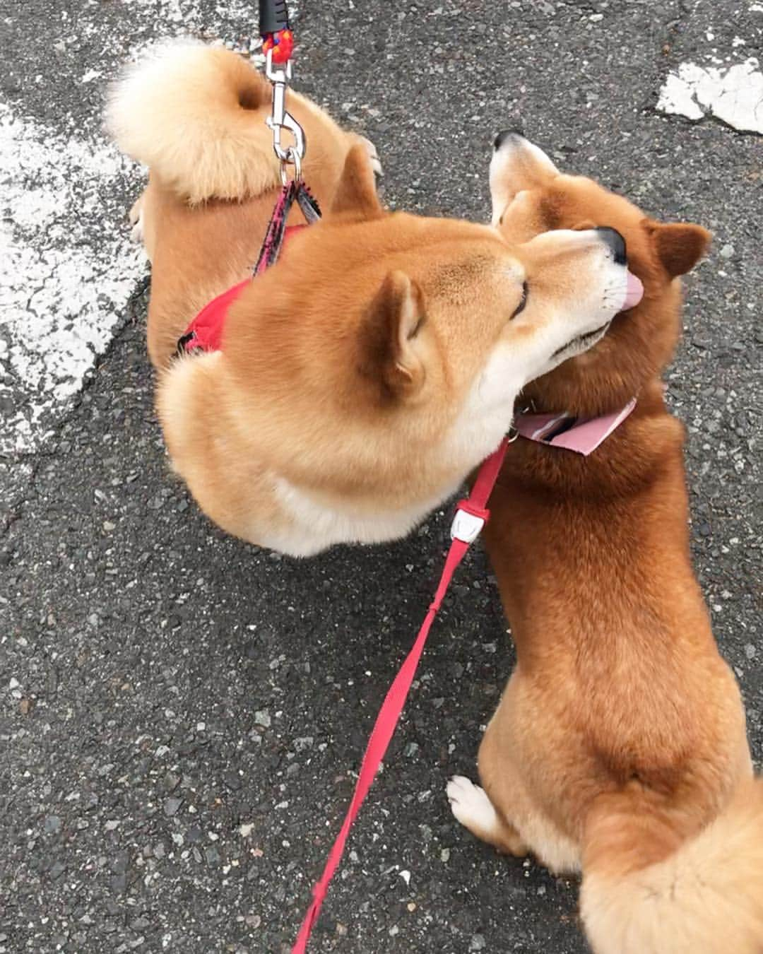 豆柴 サニーちゃんさんのインスタグラム写真 - (豆柴 サニーちゃんInstagram)「. . HELLO〜こんにちわん〜🐻💕💋 . 昨日の後頭部 ごっつぁんです🙏🤣 . さにたんが 初めて耳ぺろぺろを許した男 きよしくん💕 . 誰かを受け入れる姿を初めて見て 嬉しかった飼い主です☺️ . . #年下の男の子 #好きになっちゃったかも #犬の愛情表現 #すきすき攻撃 #後頭部萌え #サニーときよしくん . #柴犬#豆柴 #赤柴 #まめしばいぬ#まめしば#いぬのきもち#ふわもこ部 #pecoいぬ部#pecotv#サンデイ#サンデイいぬ組#anicas #shiba_snap#todayswanko#west_dog_japan #shibainu #shiba#mameshiba#shibastagram #豆柴サニーちゃん」3月31日 12時56分 - sunny_rei_32