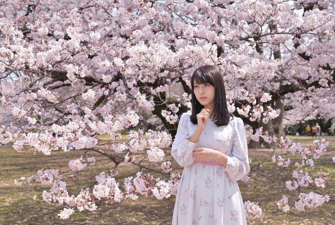 白木愛奈のインスタグラム：「桜🌸 見に行きました。皆さんもう行かれましたか？？ お花見シーズンなのに寒いのいやだなぁ😞 来週は暖かくなりますように！  #桜 #砧公園 #🌸 #お花見 #白木愛奈」