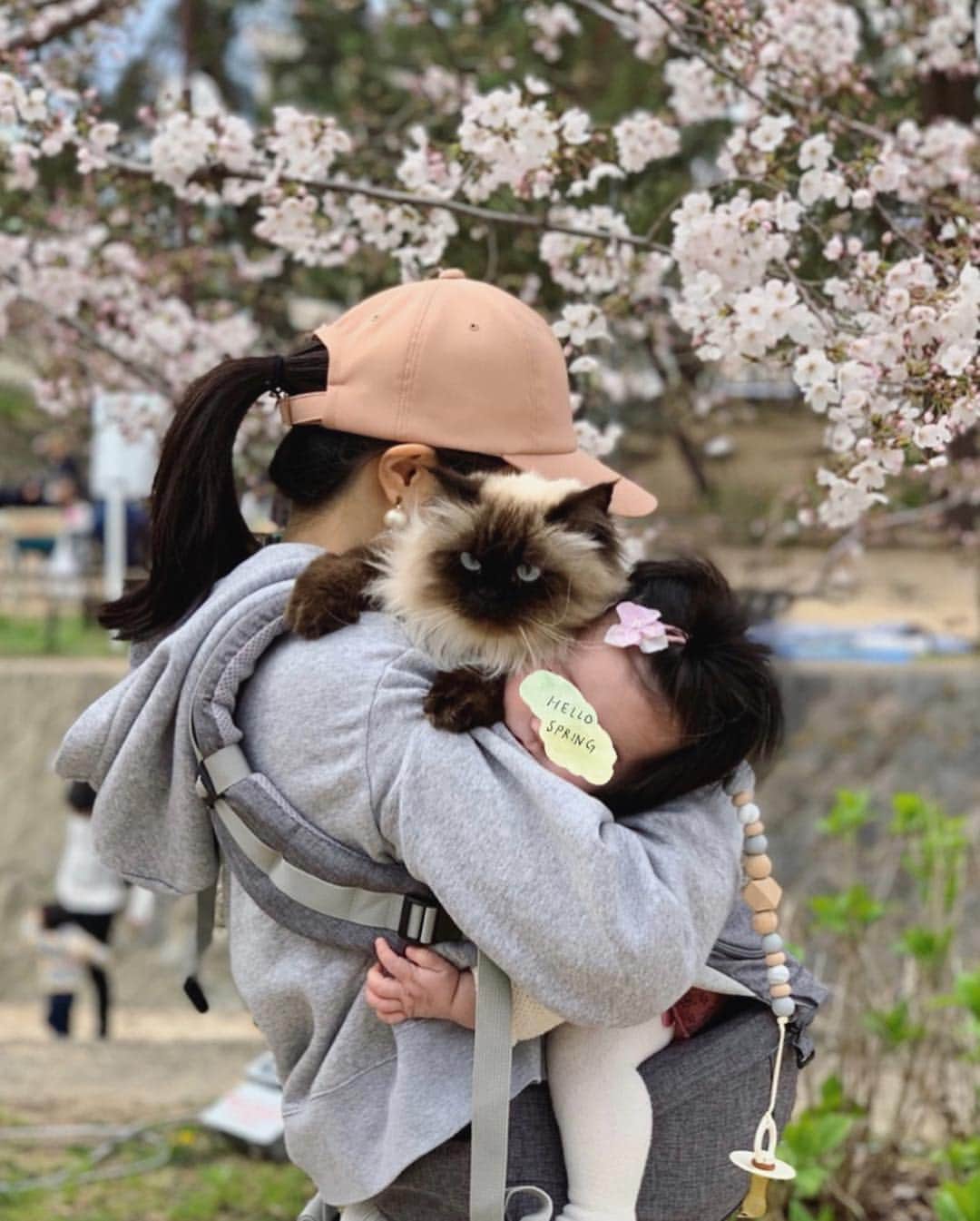 plumeさんのインスタグラム写真 - (plumeInstagram)「家族4人で少し早めのお花見へ👨‍👩‍👧‍👧🍡 五分咲きだったけどすごく綺麗だったよ🌸✨ . 去年はおベビはまだお腹の中だったもんなぁ🤰🏻💭 . お散歩してたらラグドールの可愛い🐈ちゃんにも会えたよ😻💓 . . . . . . . . . #桜 #お花見 #sakura #cherryblossom #🌸#プリュムのいる生活 #猫のいる暮らし  #ヒマラヤン  #猫  #赤ちゃんと猫  #ふわもこ部  #ヒマラニャンズ  #猫  #ねこ #もふもふ #🐈 #고양이  #kucing  #Кот  #ilovecats  #sealpoint #cat #himalayancat  #catsofinstagram  #catloversclub  #bestmeow #bestcats_oftheworld  #weeklyfluff  #bestanimal #cutepetclub #grumpycat」3月31日 13時25分 - plumestagram