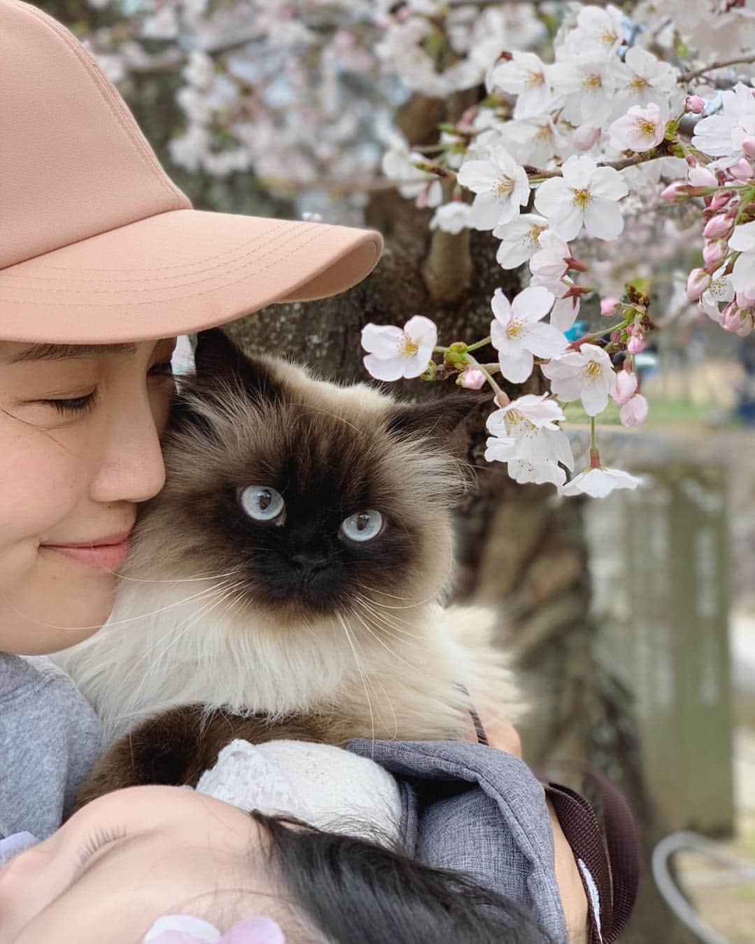 plumeさんのインスタグラム写真 - (plumeInstagram)「家族4人で少し早めのお花見へ👨‍👩‍👧‍👧🍡 五分咲きだったけどすごく綺麗だったよ🌸✨ . 去年はおベビはまだお腹の中だったもんなぁ🤰🏻💭 . お散歩してたらラグドールの可愛い🐈ちゃんにも会えたよ😻💓 . . . . . . . . . #桜 #お花見 #sakura #cherryblossom #🌸#プリュムのいる生活 #猫のいる暮らし  #ヒマラヤン  #猫  #赤ちゃんと猫  #ふわもこ部  #ヒマラニャンズ  #猫  #ねこ #もふもふ #🐈 #고양이  #kucing  #Кот  #ilovecats  #sealpoint #cat #himalayancat  #catsofinstagram  #catloversclub  #bestmeow #bestcats_oftheworld  #weeklyfluff  #bestanimal #cutepetclub #grumpycat」3月31日 13時25分 - plumestagram