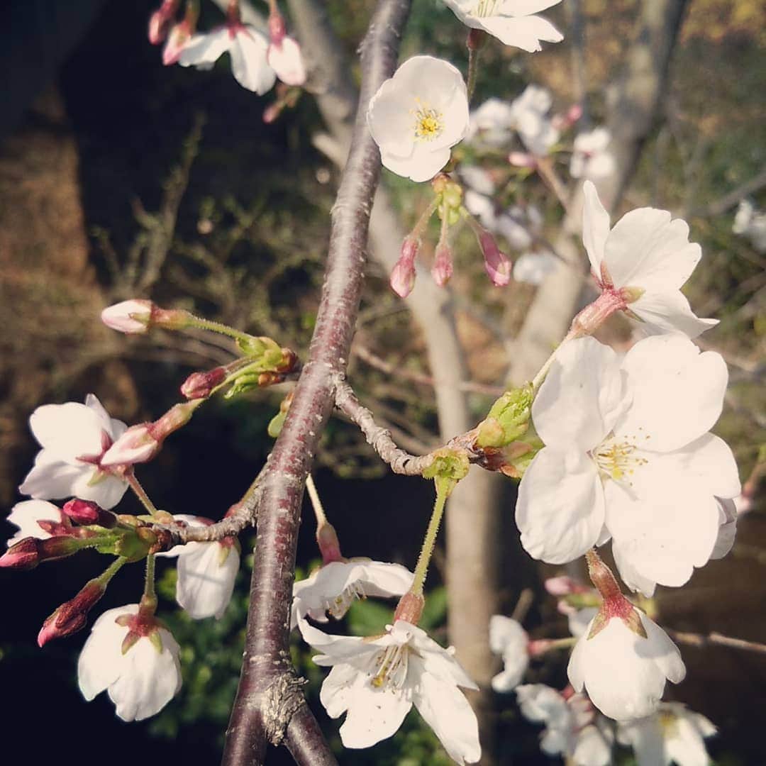 吉村美樹さんのインスタグラム写真 - (吉村美樹Instagram)「🌸」3月31日 13時31分 - yoshimuramiki0911