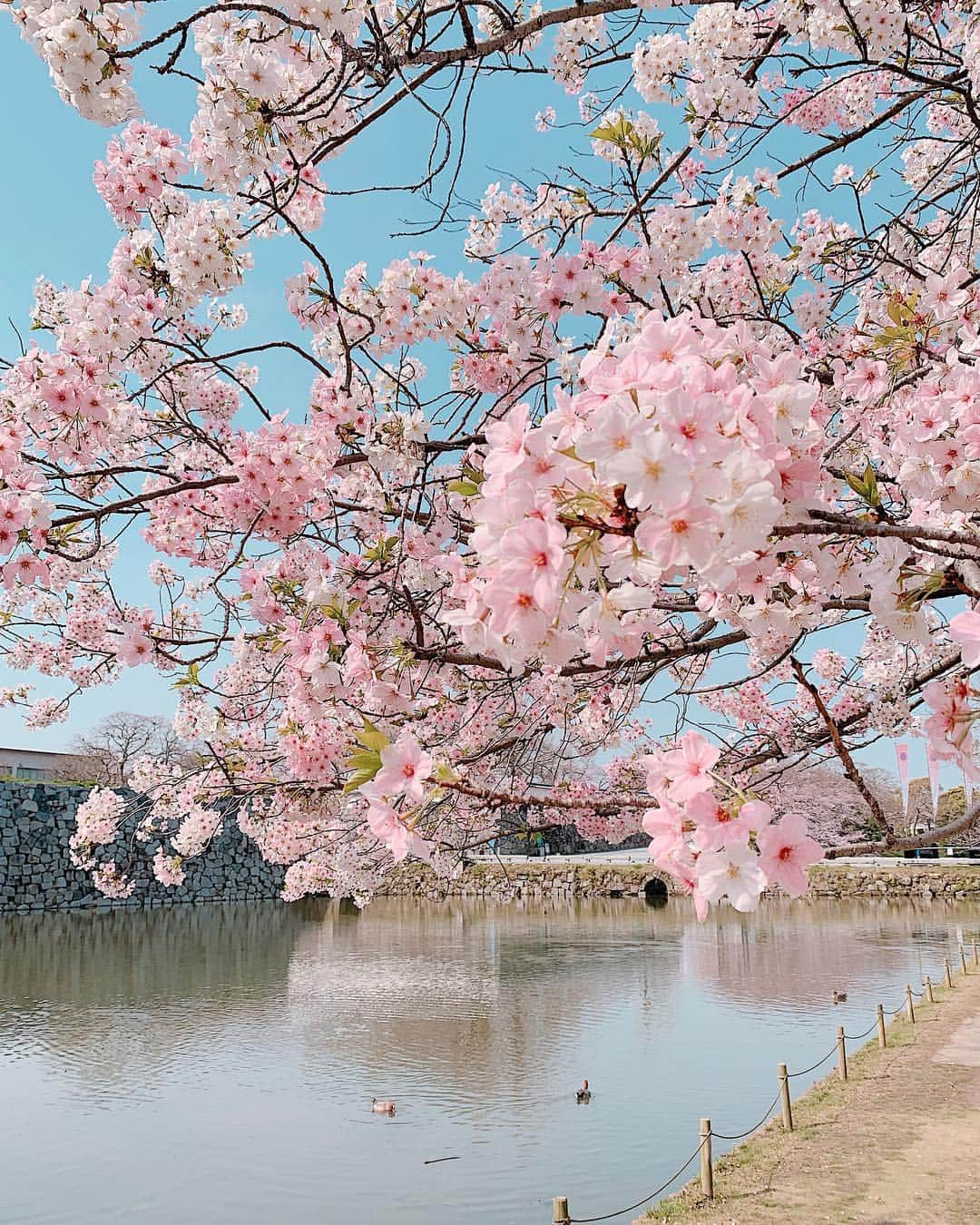 Giann Chanさんのインスタグラム写真 - (Giann ChanInstagram)「因為上星期突然降溫 櫻花比預測時間晚了很多開花 要不是行程長的關係，也沒機會看到 . . . 先週急に冷え込んできたから、桜は予測より遅くなりました。でも長い旅のおかげで、帰り寸前に少しは見れて、ラッキー！ 今、もう満開ですね。 . #Sakura #さくら #桜 #Fukuoka #ctytravelmap  #福岡 #Kyushu #桜月 #櫻花」3月31日 13時41分 - chan.tsz.ying