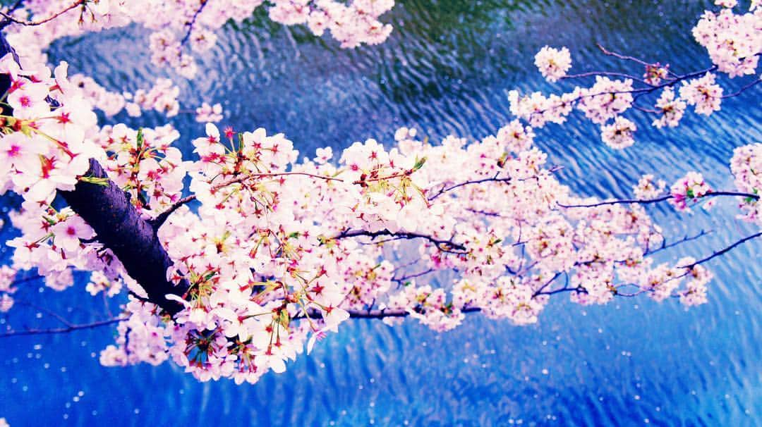 ナノさんのインスタグラム写真 - (ナノInstagram)「Cherry blossoms in full bloom. #sakura #桜 #tokyo #東京 #花見 #cherryblossom」3月31日 13時36分 - nanonano_me
